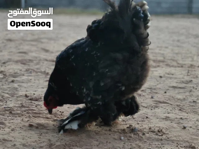 للبيع ولا تبديل ب كناري