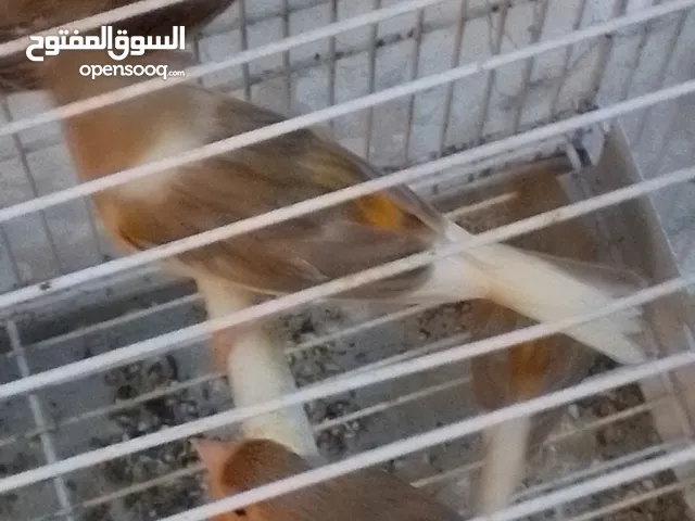 طيور. كناري