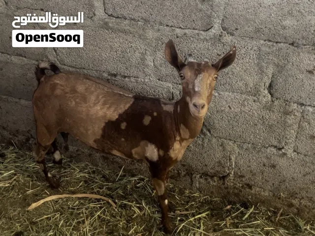 شاه مال صلالة عشار
