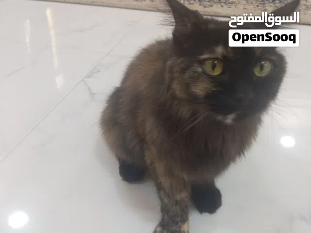 قط شيرازي للبيع ذكر