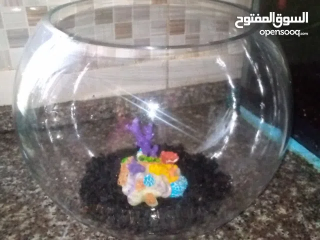 قارورة سمك للبيع كبيرة حجم 23 سانتي زجاج سميك وليس رقيقة