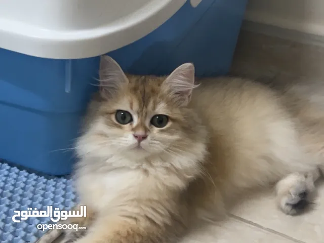 سكوتش ستريت لونق هير NY12