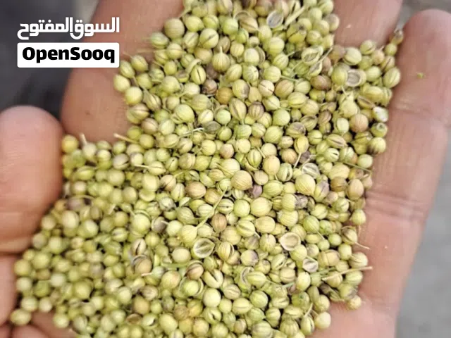 كزبرة إيرانية درجة أولى للتصدير والجملة –  عندي كزبرة إيرانية فاخرة، درجة أولى ونظيفة، وبأفضل جودة.
