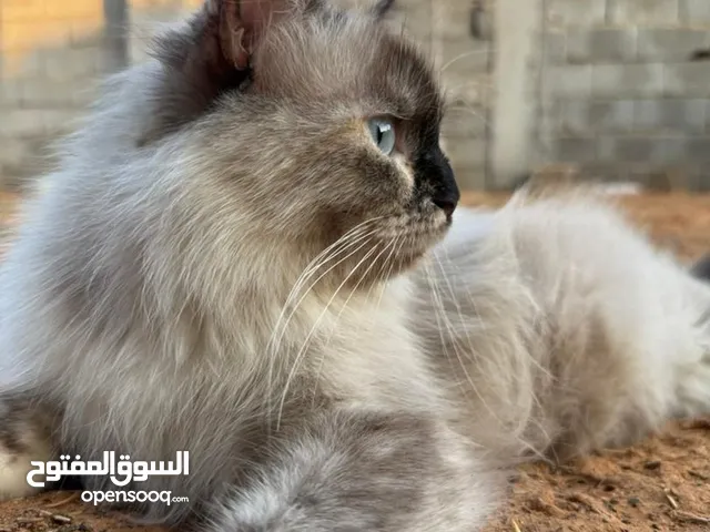 قط هيمالايا ربي يبارك