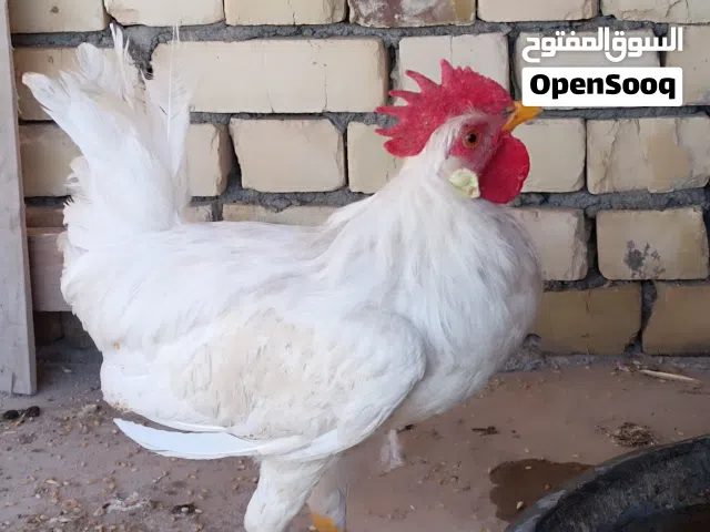 ديج ودجاجه للبيع
