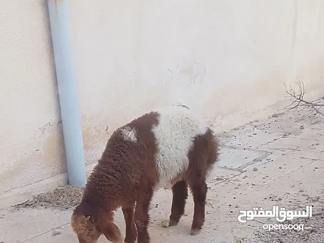 حلال للبيع