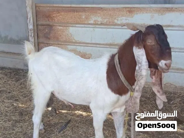 للبيع فحل باكستاني
