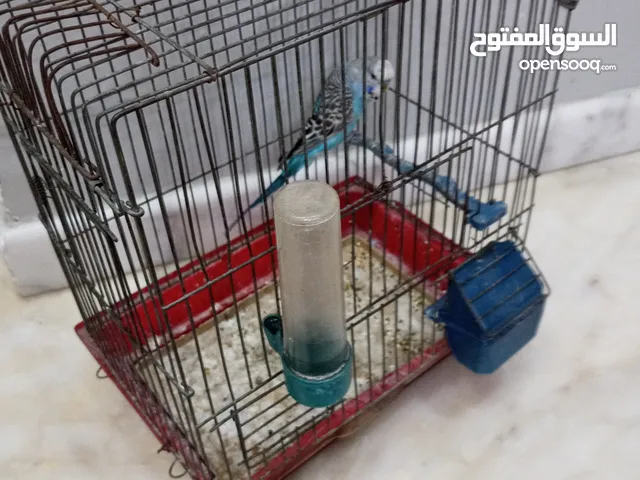 ببغاء للبيع بمأة الف ليرة سورية