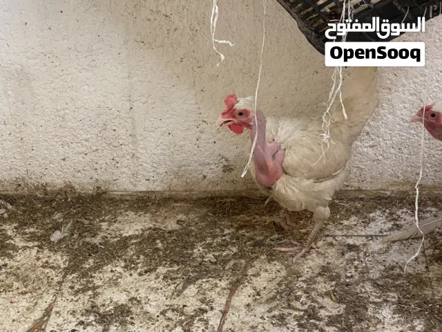 متاح دجاجتين وحده كاركه وثانيه ع وجه بياض لان توه كطعت