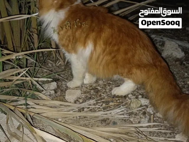 قطط شيرازي ذكور و اناث
