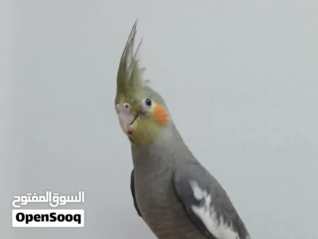 كوكتيل أليف جدا هدد صحة نضافة نشاط توب