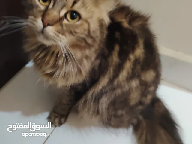 Scottish fold and Maine coon