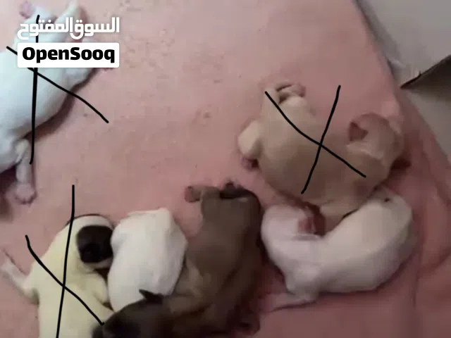 جراء للبيع نوع مالتيز وشيتزو حديثي الولادة الوان جميلة