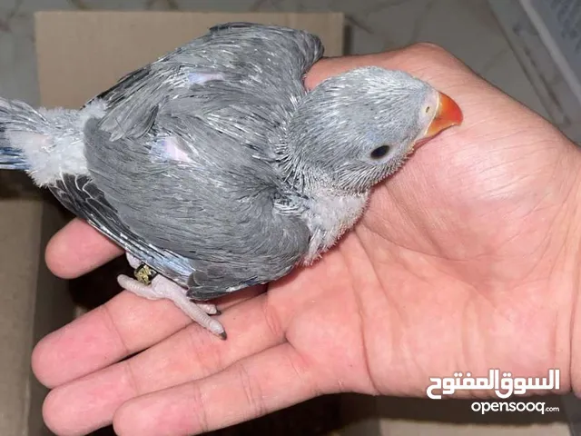 فرخ ببغاء دره سلفر