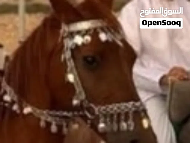 مطلوب خيول للبيع من 600 وتحت تواصل معي