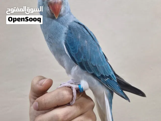 ماشاءالله للبيع طير متو كلير تل مهمول مفحوص: نفية صحة ونظافة ونشاط الطير اليف ومتعلم على اليد خارج