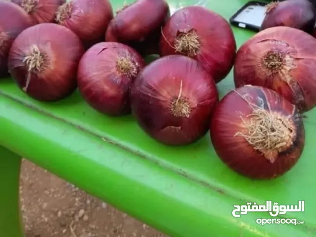 متوفر لدينا بصل مصرى وهندى وايرانى