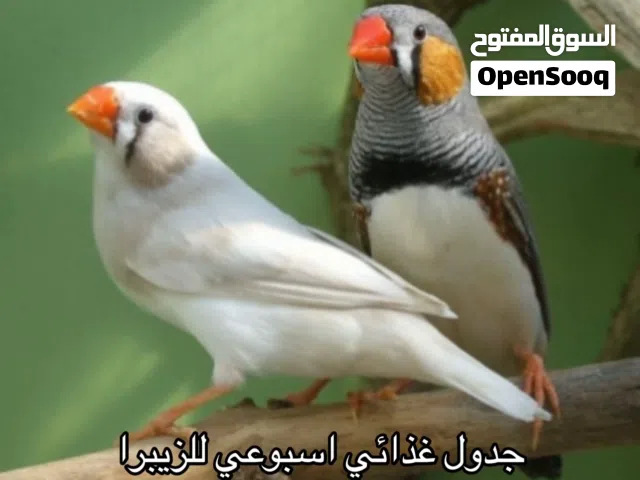 مطلوب زوج فناجس كرست