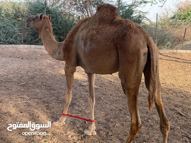 ناقه طيبه ....