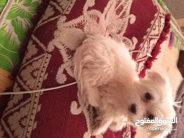 كلاب صغير لبيع سعر 75وبي مجال