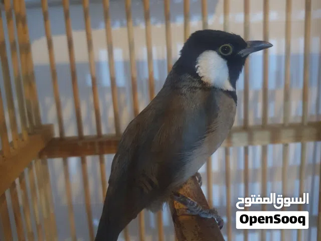 بلبل فحل ربه طينه يوكف ع ايد شرط فول كلام مال دياله للبيع او مراوس