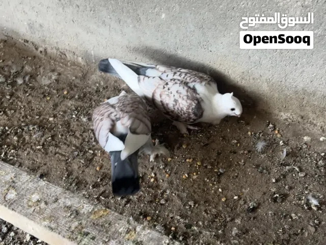 السلام عليكم زوجين الاج وحب الرمان للبيع اقرة الوصف