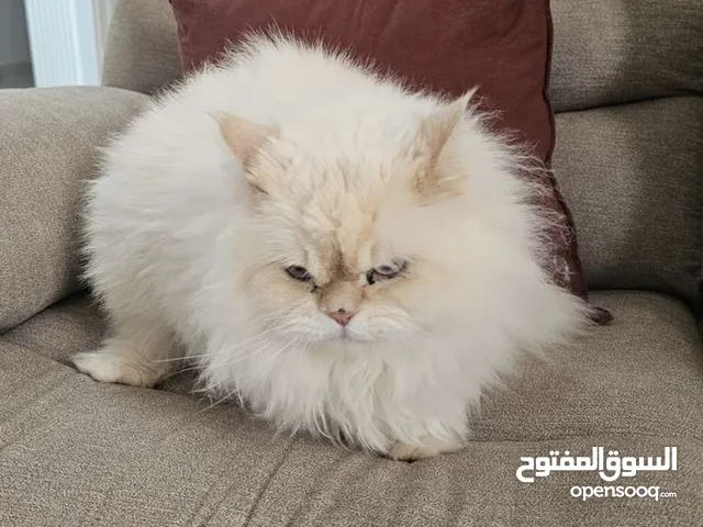 Himalayan cat
