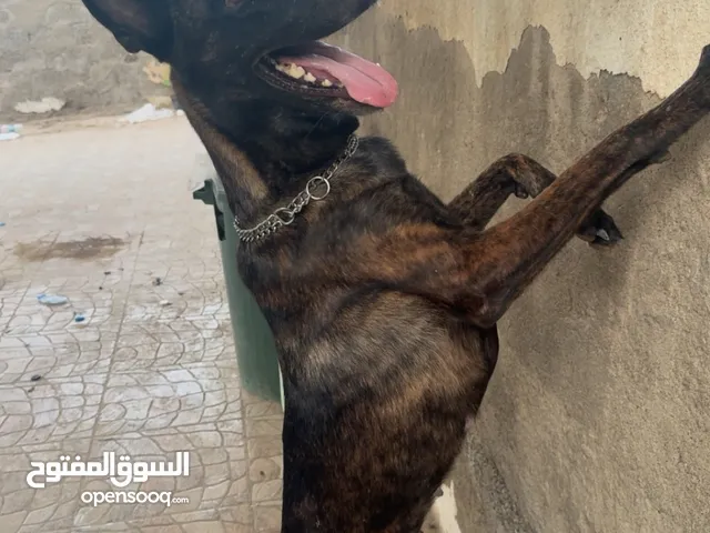 دتش شيبرد دم نارر