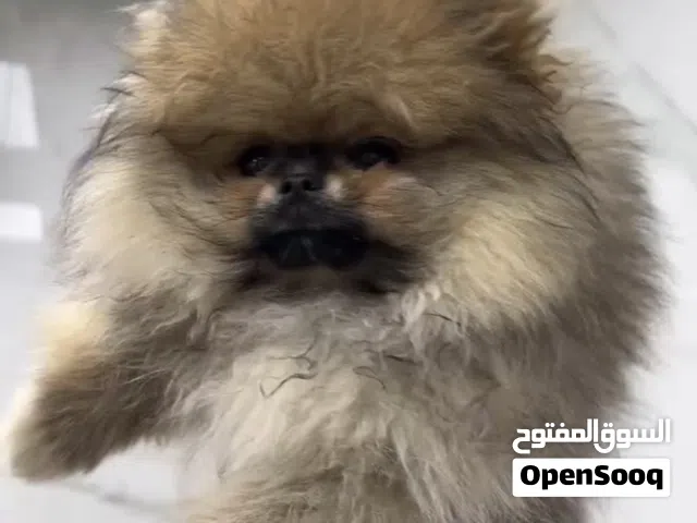 بومرنين تيدي بير فيس أنثى ومآخذه كل التطعيمات