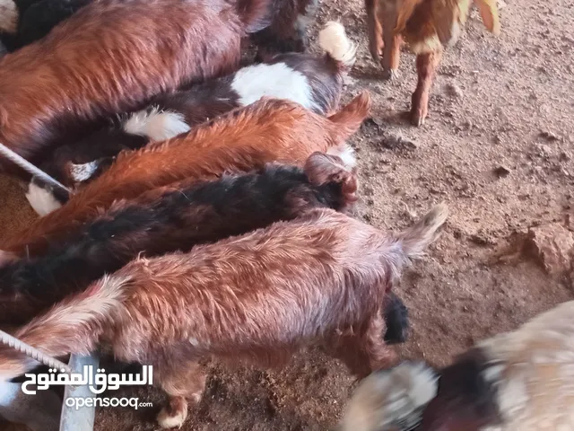 سخلات البيع