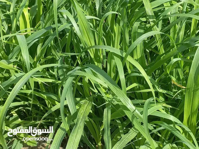 حشائش البازري
