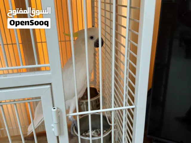 كوكاتو  عمر سنة وشهر من أسبوعين إنفطم