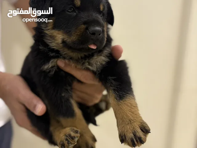 للبيع جراوي روت وايلر