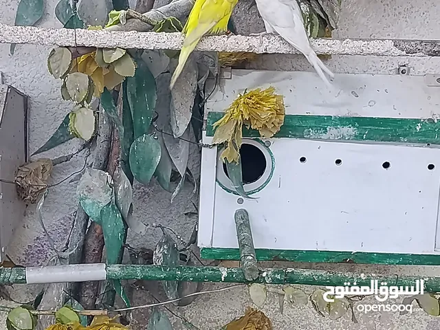 طيور حب هاجرمو لاتينو والبينو عيون حمر