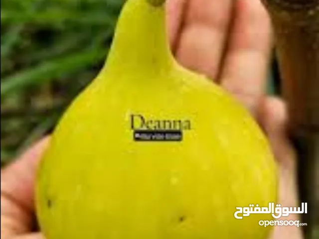 شتلات تين ديانا الجامبو ترقيد هوائي