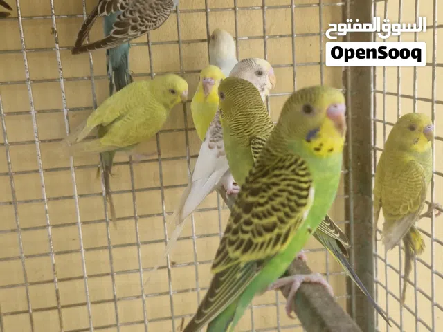 طيور بادجي للبيع