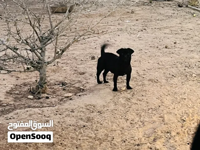 كلبة شيواوا للبيع