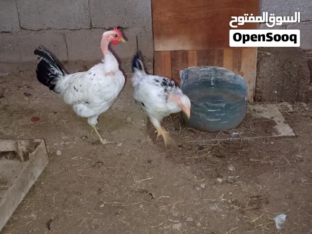 السلام عليكم