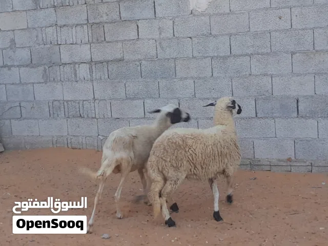 2نعاج وطنيات الله يبارك عشار بادن الله سنهم رباع خوات توميات ربي يبارك سليمات من العيوب والامراض..