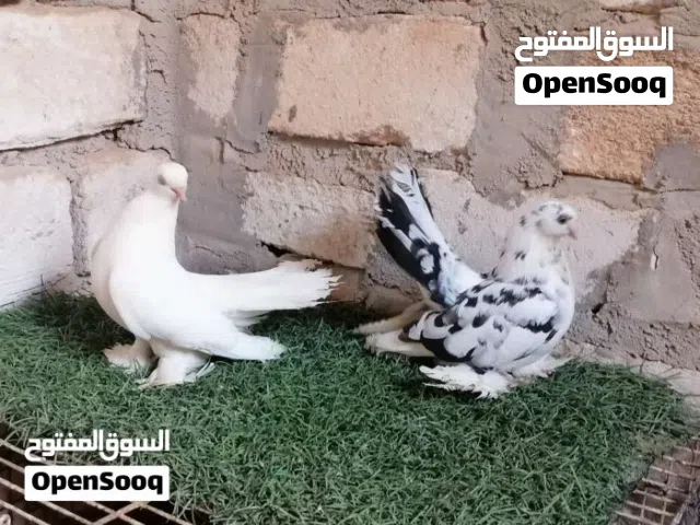 كوبيا روسي على دحي ماشاءالله تبارك الله لاقوة الا بالله
