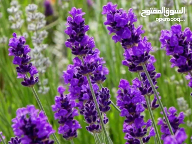 بومبة نافتة بورتر عادية للبيع