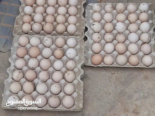 متوفر بيض دجاج عربي تجميع جديد