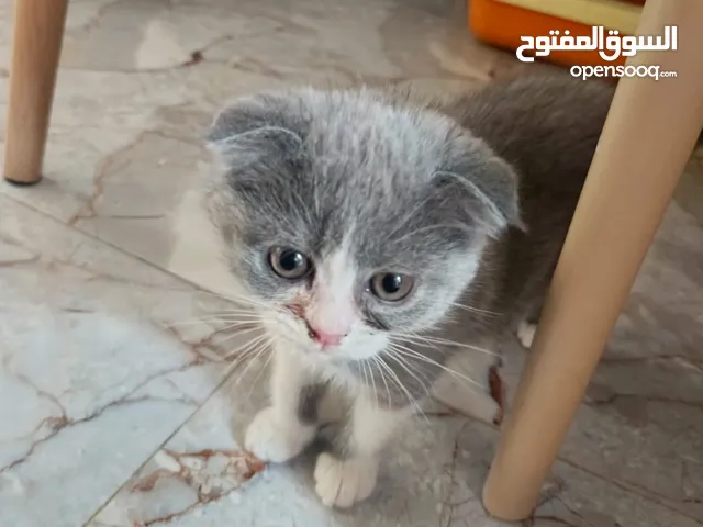 قطط برطاني للبيع