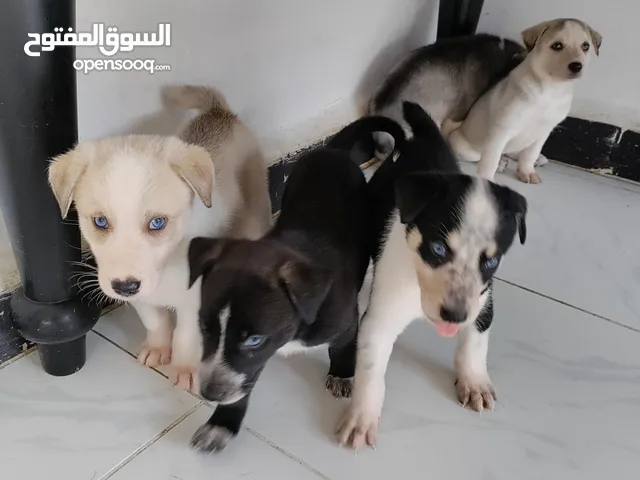 Husky Puppies just 37 days old