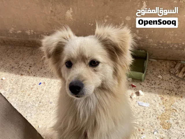 A good dog- كلب زينه صغير مابكبر