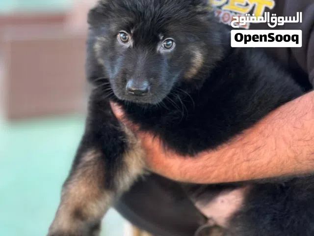 متــــــوفر الآن... جراء جيرمن شيبرد شولاين هل تبحث عن جرو وفيّ، ذكي، وقوي لحراسة منزلك