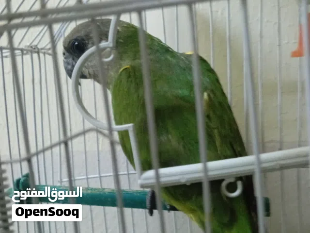 السلام عليكم  الله يبارك  متوفر ببغاء سنغالي ذكر صغير في العمر  المكان مصراته