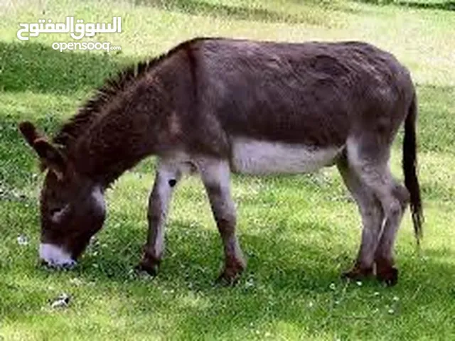 مطلوب حماررر للبيع