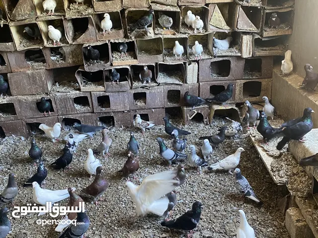 نقى 20جوز حمام بلدي