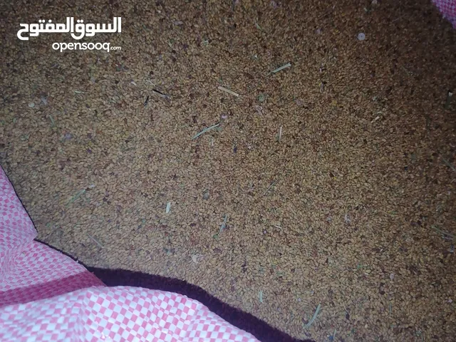 بذر قت جت برسيم مال الدار ولاية عبري سلطنة عمان عمر 3 سنوات للبيع